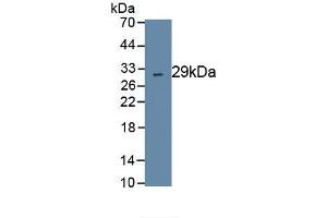Detection of Recombinant CMA1, Human using Polyclonal Antibody to Chymase 1, Mast Cell (CMA1) (CMA1 antibody  (AA 22-247))