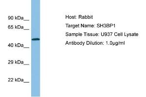 Host:  Rabbit  Target Name:  SH3BP1  Sample Type:  U937 Whole cell lysates  Antibody Dilution:  1. (SH3BP1 antibody  (C-Term))