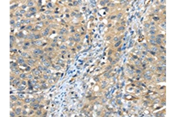 Isthmin 2 antibody