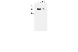 Western Blot analysis of 3T3, Hela cells using α-SMA Polyclonal Antibody at dilution of 1:1500. (alpha-SMA antibody)