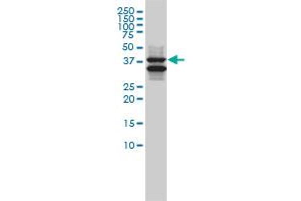 SH3GLB1 antibody  (AA 1-365)