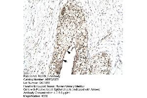 Human urinary bladder (RUVBL2 antibody  (N-Term))