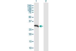 SLX1A/GIYD2 antibody  (AA 1-275)