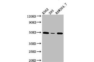 Western Blot Positive WB detected in: K562 whole cell lysate, 293 whole cell lysate, RAW264. (Recombinant EIF4A1 antibody)