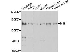Western blot analysis of extracts of various cell lines, using MIB1 antibody. (MIB1 antibody)
