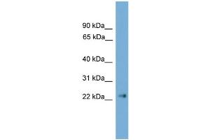 WB Suggested Anti-Cldn6 Antibody Titration:  0. (Claudin 6 antibody  (C-Term))