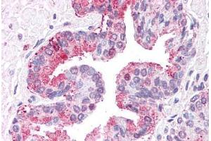 Anti-ERAP1 / ARTS1 antibody  ABIN1048575 IHC staining of human prostate. (ERAP1 antibody  (Internal Region))