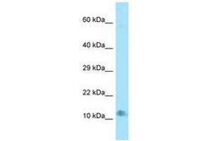 Image no. 1 for anti-Late Endosomal/lysosomal Adaptor, MAPK and mTOR Activator 4 (LAMTOR4) (N-Term) antibody (ABIN6748437) (LAMTOR4 antibody  (N-Term))