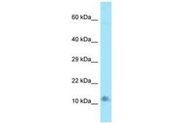 LAMTOR4 antibody  (N-Term)