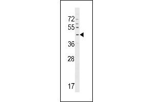 GPR63 Antibody (C-term) (ABIN1537234 and ABIN2848848) western blot analysis in CEM cell line lysates (35 μg/lane). (GPR63 antibody  (C-Term))