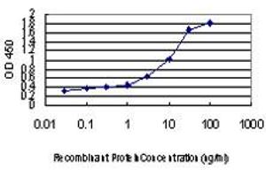 Detection limit for recombinant GST tagged IRX3 is approximately 0. (IRX3 antibody  (AA 182-285))