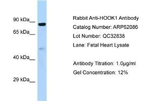 Western Blotting (WB) image for anti-Hook Homolog 1 (HOOK1) (C-Term) antibody (ABIN970886) (HOOK1 antibody  (C-Term))