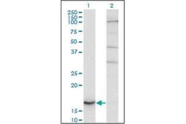 Cytochrome b5 (CYTB5) (AA 1-135) antibody