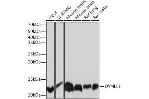 Western blot analysis of extracts of various cell lines, using DYNLL1 Rabbit mAb (ABIN7266864) at 1:1000 dilution. (DYNLL1 antibody)