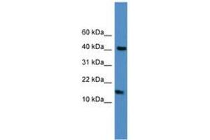 Image no. 1 for anti-Lipocalin 1 (LCN1) (C-Term) antibody (ABIN6745272)