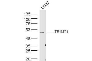 Human U937 lysates probed with Rabbit Anti-TRIM21 Polyclonal Antibody, Unconjugated  at 1:500 for 90 min at 37˚C. (TRIM21 antibody  (AA 301-400))