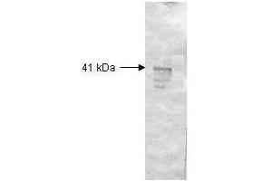 Both the antiserum and IgG fractions of anti-Dextranase (Penicillium) are shown to detect under reducing conditions of SDS-PAGE the 41,000 dalton enzyme in cellular extracts. (Dextranase antibody)