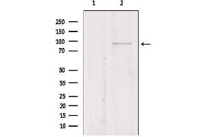 Western blot analysis of extracts from Mouse myeloma, using TMEM173/STING antibody. (STING/TMEM173 antibody  (Internal Region))