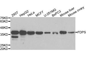 Western blot analysis of extracts of various cell lines, using FDPS antibody. (FDPS antibody  (AA 120-419))