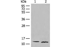 GALP antibody