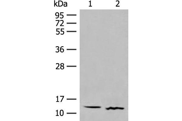 GALP antibody