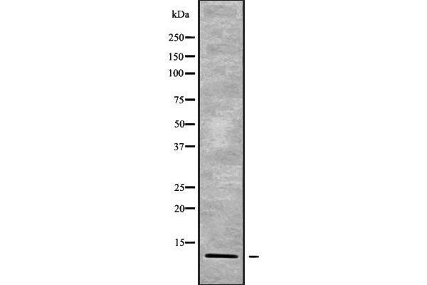 POLR2K antibody  (Internal Region)