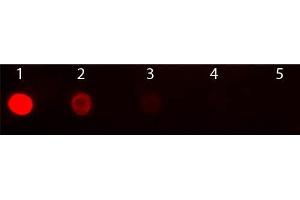 Dot Blot of Goat anti-Mouse IgG2b Antibody Texas Conjugated Pre-absorbed. (Goat anti-Mouse IgG2b (Heavy Chain) Antibody (Texas Red (TR)) - Preadsorbed)