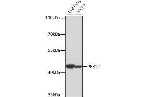 Western blot analysis of extracts of various cell lines, using PEX12 antibody (ABIN7269246) at 1:1000 dilution. (PEX12 antibody  (AA 290-359))