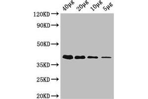 Western Blot Positive WB detected in: Rosseta bacteria lysate at 40 μg, 20 μg, 10 μg, 5 μg All lanes: rbsK antibody, HRP conjugated at 0. (Ribokinase antibody  (AA 1-309) (HRP))