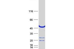 Validation with Western Blot (RAB3IL1 Protein (Myc-DYKDDDDK Tag))