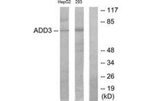Western blot analysis of extracts from HepG2/293 cells, using ADD3 Antibody. (ADD3 antibody  (AA 431-480))