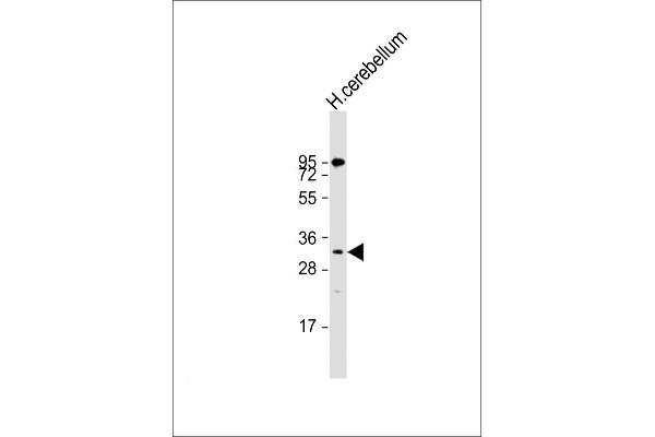 TEF antibody  (C-Term)
