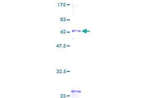 BCAT1 Protein (AA 1-320) (GST tag)
