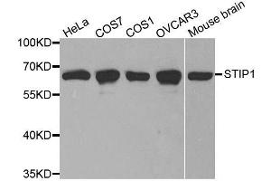 Western blot analysis of extracts of various cell lines, using STIP1 antibody. (STIP1 antibody  (AA 1-300))