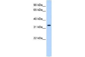 NCF4 antibody used at 0. (NCF4 antibody  (N-Term))