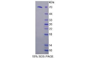 SDS-PAGE analysis of Mouse FKBPL Protein. (FKBPL Protein)