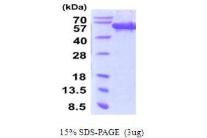 SDS-PAGE (SDS) image for Secernin 1 (SCRN1) (AA 1-414) protein (His tag) (ABIN5778857)