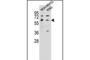 HTR3A Antibody (N-term) (ABIN656126 and ABIN2845467) western blot analysis in MDA-M,K562 cell line lysates (35 μg/lane). (Serotonin Receptor 3A antibody  (N-Term))