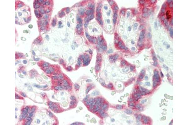 PSG5 antibody  (C-Term)