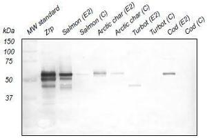 Western Blotting (WB) image for anti-Zona Radiata Protein antibody (ABIN108742) (Zona Radiata Protein antibody)