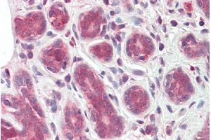 ABIN571097 (3. (TIPRL antibody  (C-Term))