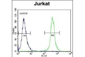 SLC43A2 Antibody (Center) (ABIN654020 and ABIN2843943) flow cytometric analysis of Jurkat cells (right histogram) compared to a negative control cell (left histogram). (SLC43A2 antibody  (AA 236-265))