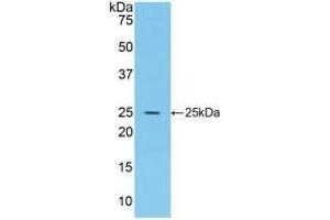 Detection of Recombinant FGF15, Rat using Polyclonal Antibody to Fibroblast Growth Factor 15 (FGF15) (FGF15 antibody  (AA 25-218))