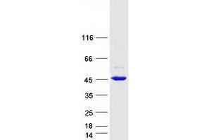Validation with Western Blot (BHMT2 Protein (Myc-DYKDDDDK Tag))