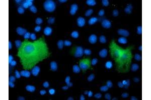 Anti-PSMD2 mouse monoclonal antibody (ABIN2454811) immunofluorescent staining of COS7 cells transiently transfected by pCMV6-ENTRY PSMD2 (RC203204). (PSMD2 antibody)