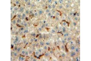 IHC-P analysis of Liver tissue, with DAB staining. (Orexin A antibody  (AA 33-124))