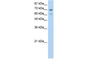 WB Suggested Anti-ILF3 Antibody Titration:  0.