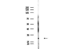 anti-Major Histocompatibility Complex, Class II, DM alpha (HLA-DMA) (Internal Region) antibody