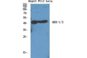 Western Blot (WB) analysis of specific cells using MEK-1/2 Polyclonal Antibody. (MEK1/2 antibody  (Ser112))