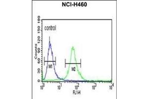 ITGBL1 Antibody (Center) (ABIN652727 and ABIN2842482) flow cytometric analysis of NCI- cells (right histogram) compared to a negative control cell (left histogram). (ITGBL1 antibody  (AA 334-360))